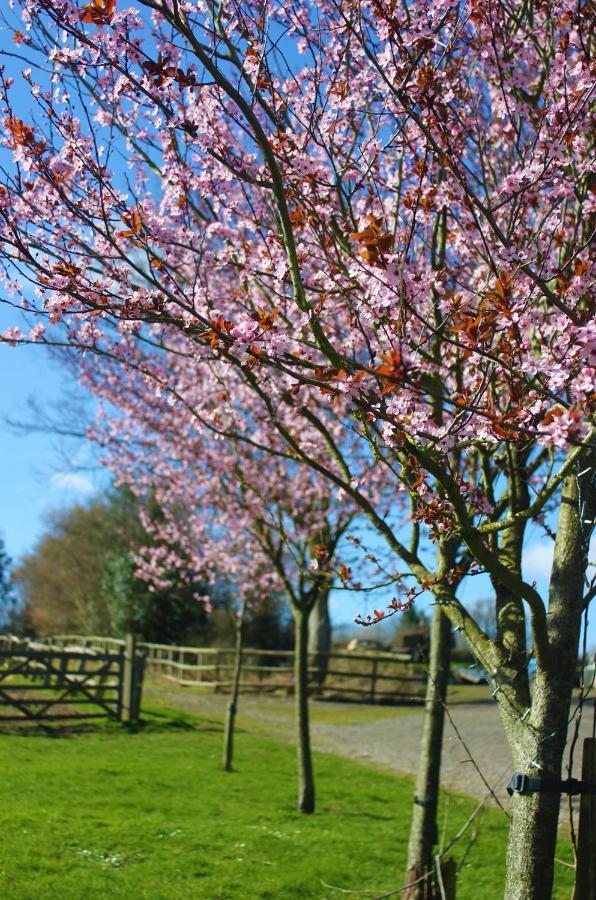Hopgarden Glamping Luxury Shepherds Huts Wadhurst Kültér fotó