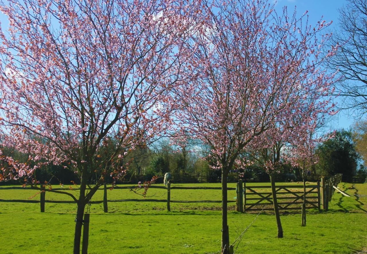 Hopgarden Glamping Luxury Shepherds Huts Wadhurst Kültér fotó